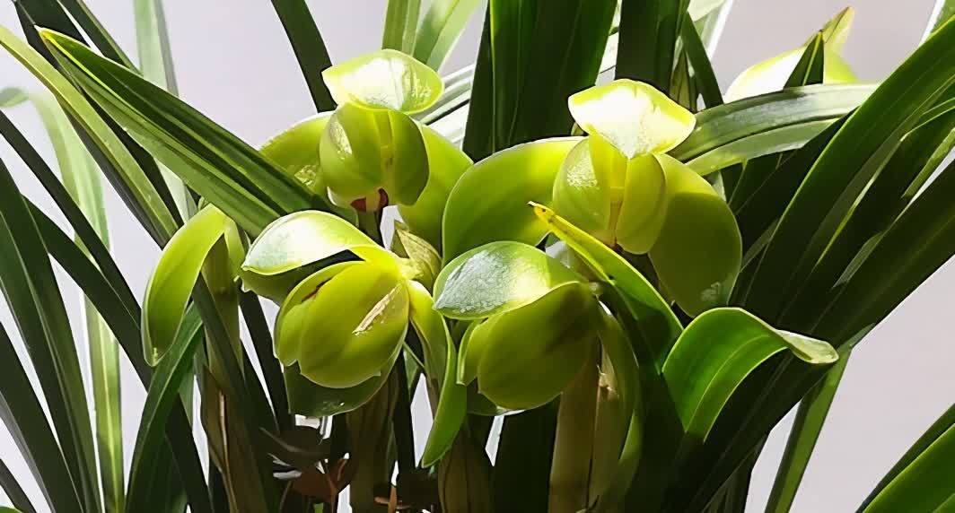 春兰花苞不长个,这是3个原因造成的,处理一下就恢复生长