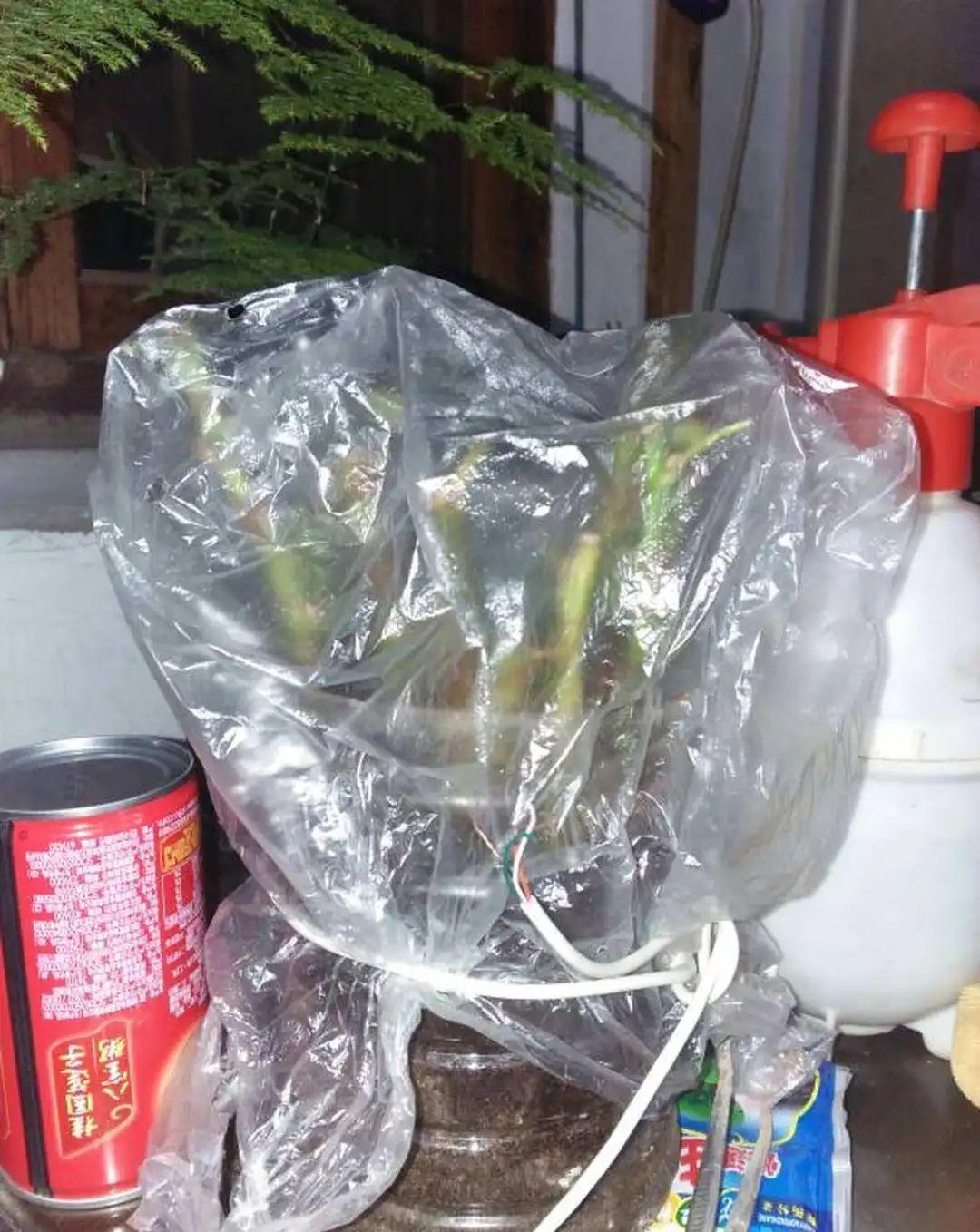 冬天扦插,用了这3种神器,成活率100%