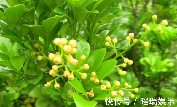 荣耀的象征之花,对于它的养植,你了解多少