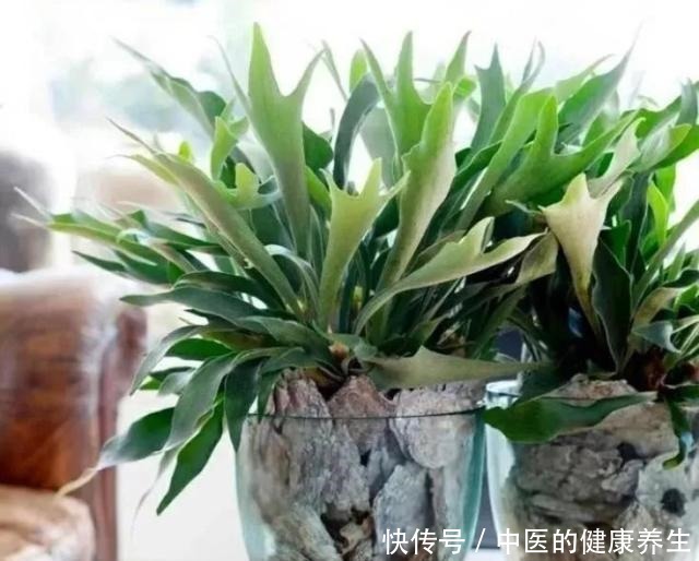 别养绿萝了,这20种耐阴植物,养在家里更合适!