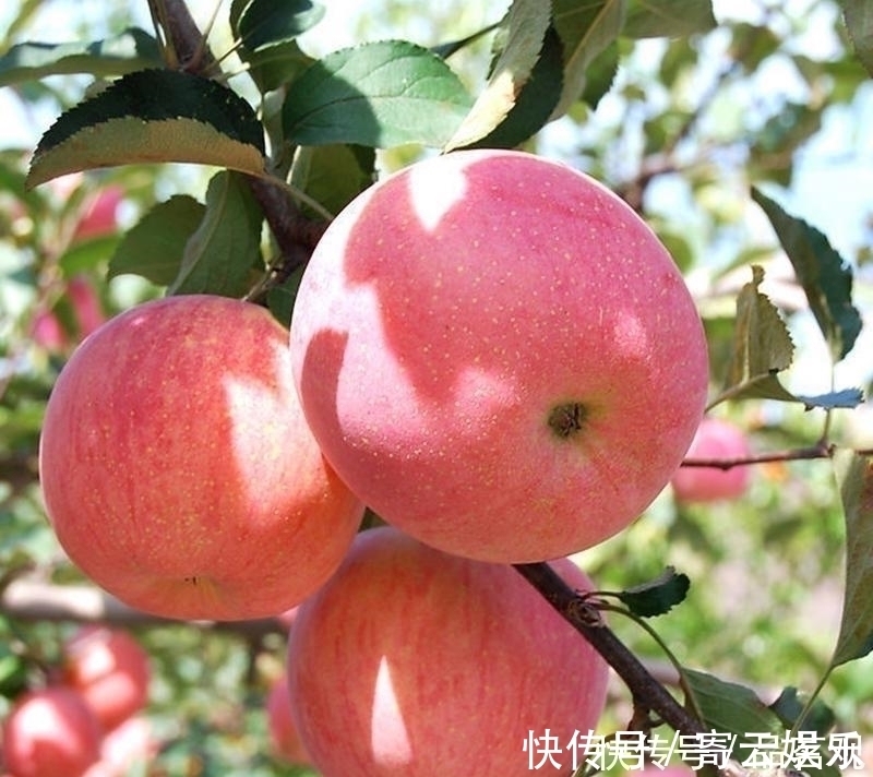 院子里不要乱种树,这6种树不仅能添福旺宅,还能招财纳福