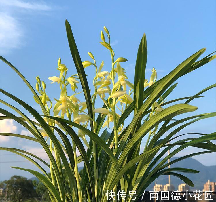 此种兰花怎么看都美,比白菜便宜,花香四溢,勤花勤草好养活