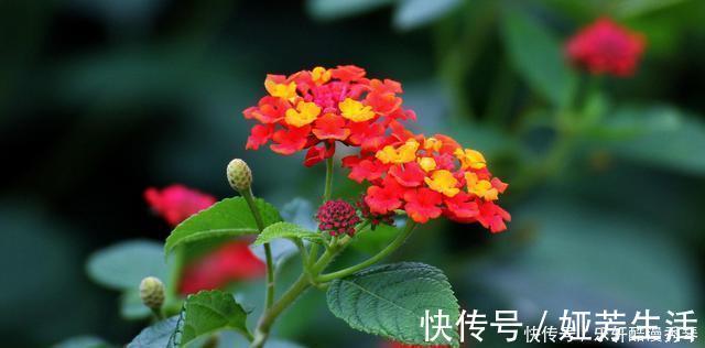 网上买花有准则，这4种花千万不能入手，买回家根本养不活