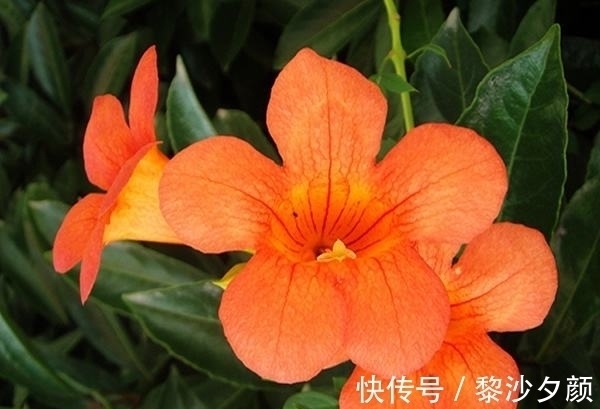 幸福生活|近段时间内,缘分与桃花大批来,向幸福生活行动的四大生肖!