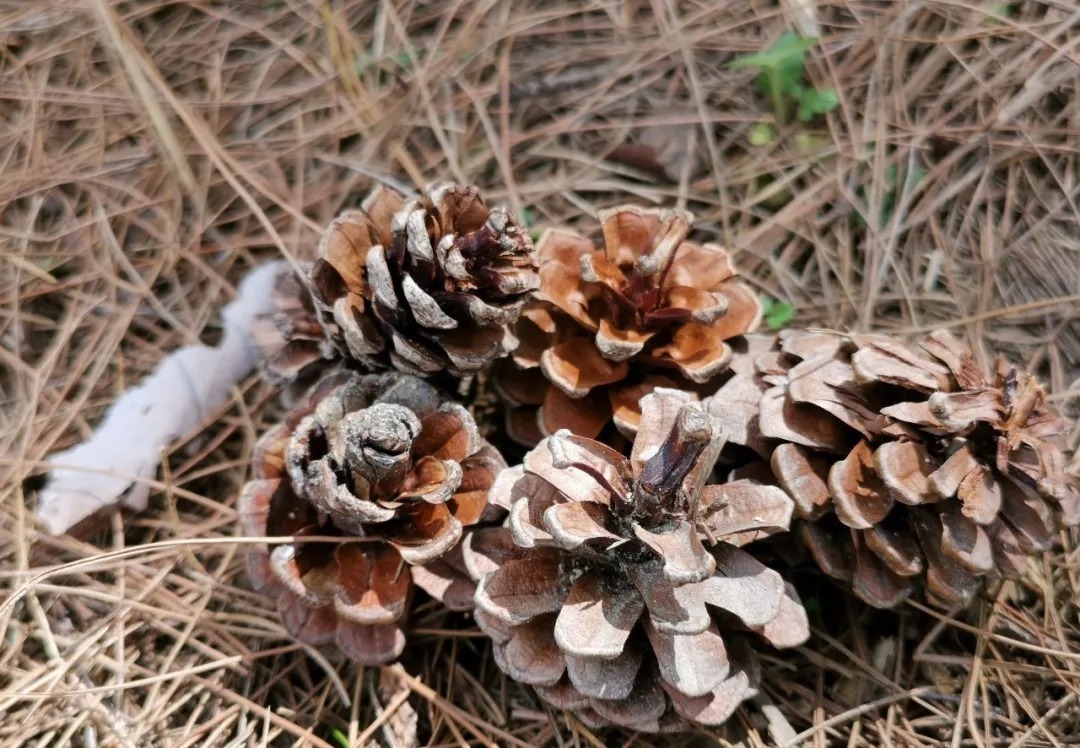 松节油|松树是个宝,种植兰花少不了,可为何很多兰友却用不好?