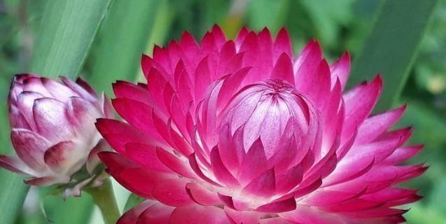 喜欢菊花,不如养盆“菊中精品”鳞托菊,似鱼儿遨游,实属珍品