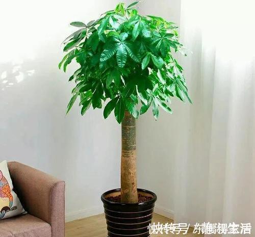 长势|4种花,皮实好养又大气,摆在客厅上档次,有品位的人都养了