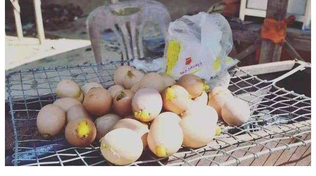 美国知名节目,把“吃鸭仔蛋”当惩罚,4万网友:快道歉