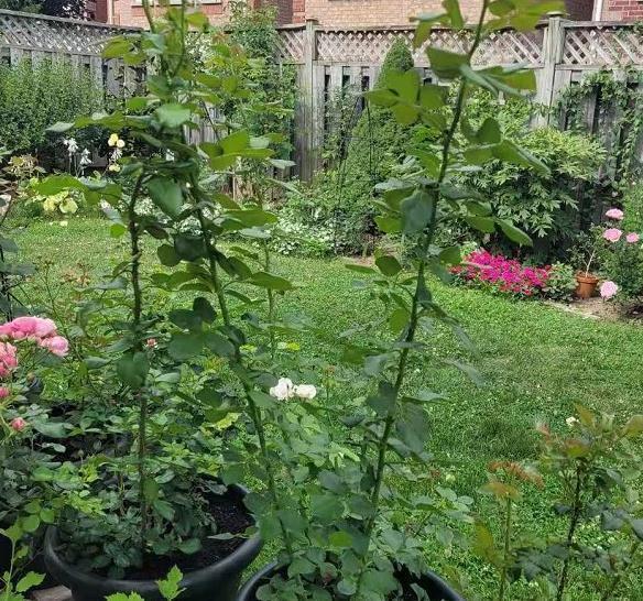 一米高的月季笋芽,现在该不该剪,不同阶段处理方式大不同