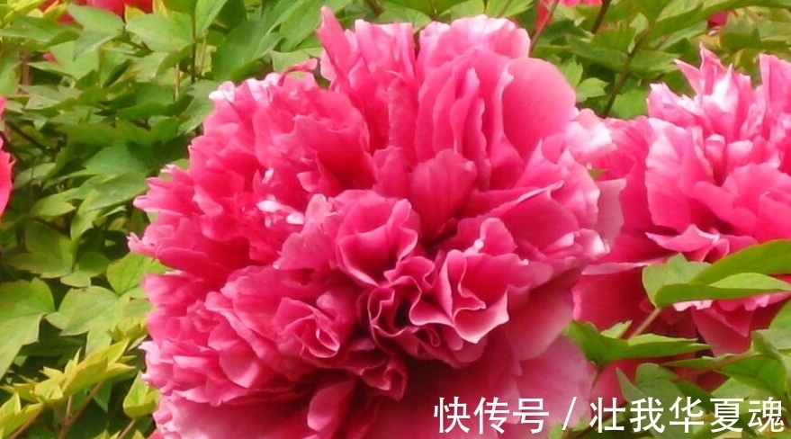 老话:家里养三树,幸福又富足,不是迷信,是过来人的经验