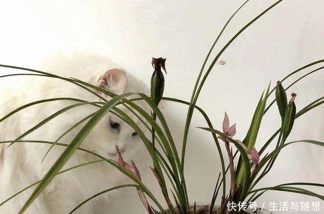 养兰新手必知,要便兰花多发苗、发壮苗,“这个动作”不可不做!