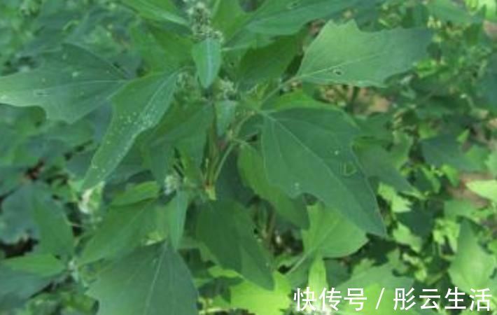 野灰菜|农村最多的一种野菜，叶子嚼两口能除口臭，后悔知道晚了