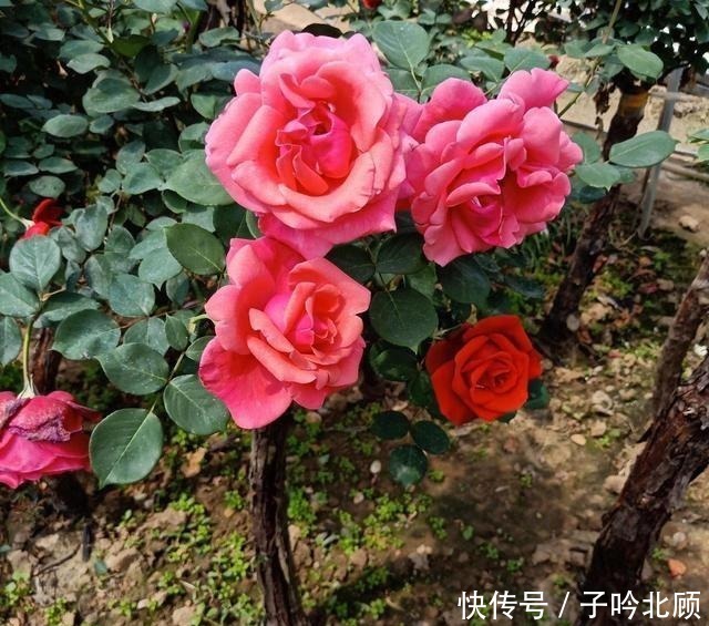横拉月季|养月季花3个妙招,开花繁密蹿新枝叶,效果好现在时机正好!