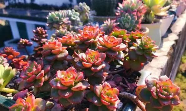 多肉植物|李大姐养多肉10多年,总结6个好品种,新手也能养成“漂亮老桩”