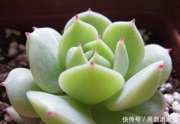 厉害了! 4种能养出瀑布形状的多肉植物!