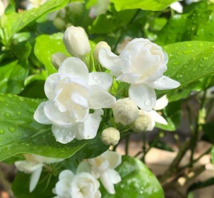 4种花，花朵又大又美，名字也好听，还能散发阵阵花香