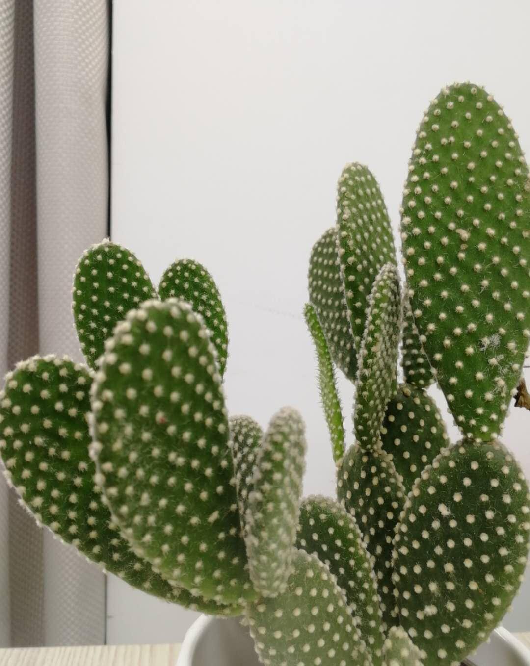 这3种花,最适合放在办公桌,赚钱容易没烦恼,提神又醒脑