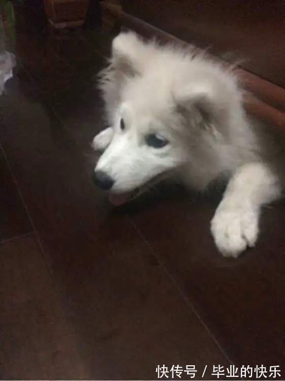 |搞笑动物越狱失败,原因为太胖、太笨、顾头不顾腚