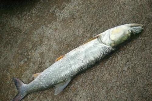 人称“水中老虎”,鱼中的害群之马,肉质鲜美,5000块只能买90斤