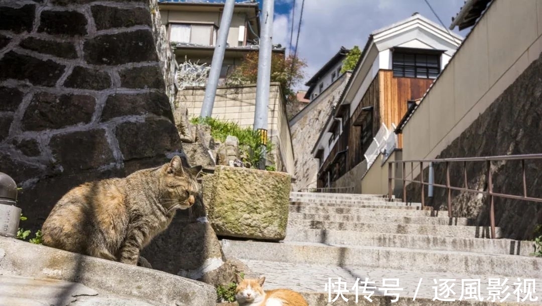 喵星人|日本怎么那么多撸猫圣地啊！