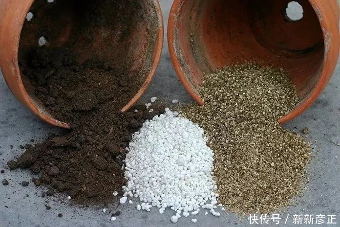 叶插繁殖|春暖后用多肉的叶片扦插繁殖,一两周长出小芽,成功率特别高