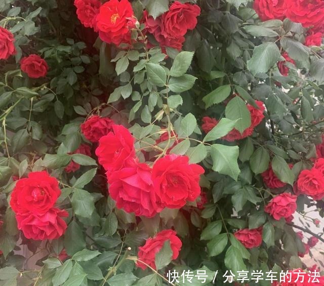 大哥图省钱,给蔷薇浇“金汁”,如今长到2层楼高,花开上万朵!