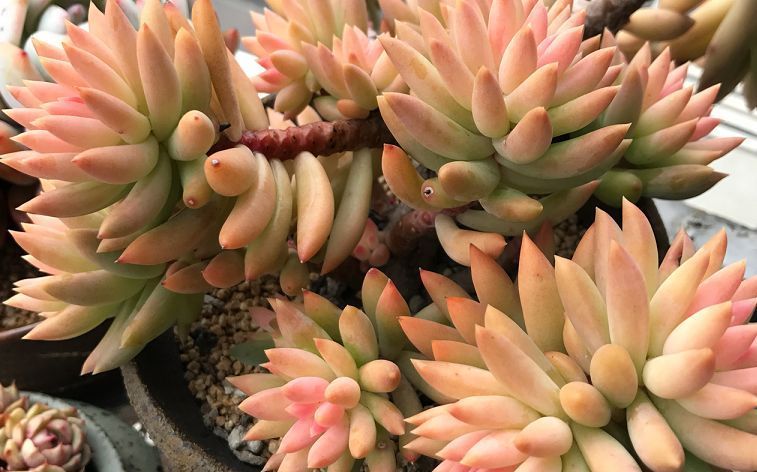 不要觉得给多肉“砍头”残忍!养千佛手,“切几刀”小崽爆满盆