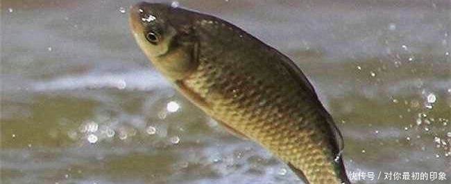 鱼不咬钩就不钓了记牢鱼儿这四个习性,半个小时就能钓满渔护