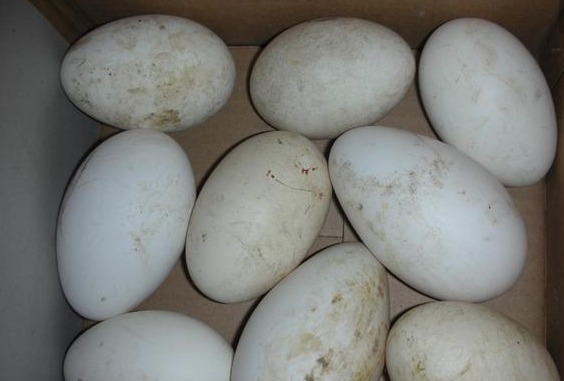 视力|在怀孕之后,有4种食物多吃改善视力,还有益睡眠,孕妈别舍不得