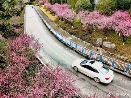 赏花|渝北开启赏花模式