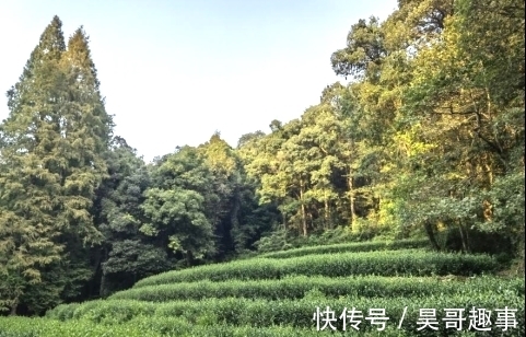 清茶|九溪烟树，山间品清茶，清风饮落霞，一个隐藏在市井的清幽之地