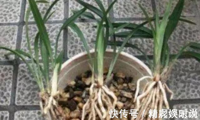 浇灌|胡大妈养“兰花”,用一种令人厌恶的“营养液”,1盆养成20盆