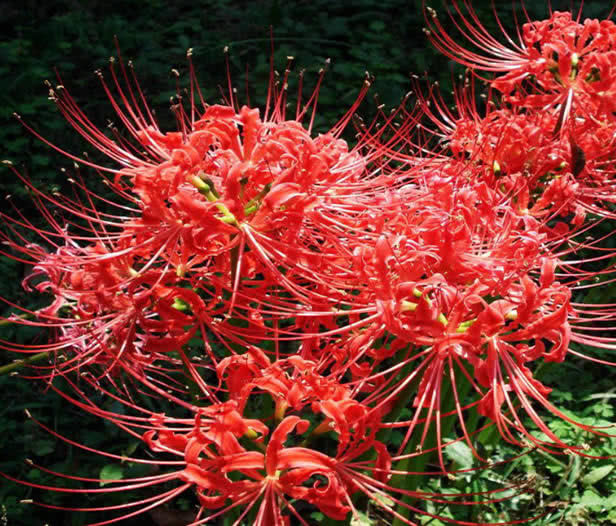 全年生长的“彼岸花”，花叶永不见，1颗种球埋土里，长一片花海