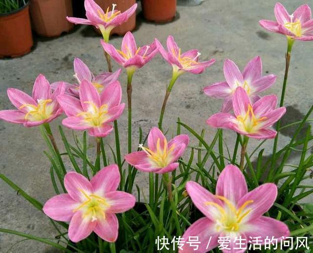 风雨兰|夏季的开花劳模，越热越开爱花，很好养，又漂亮