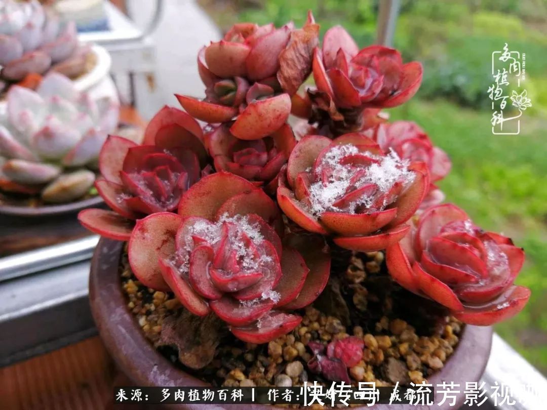 多肉|人生有时候就像多肉,不是不出彩,只是经历的时光还不够!