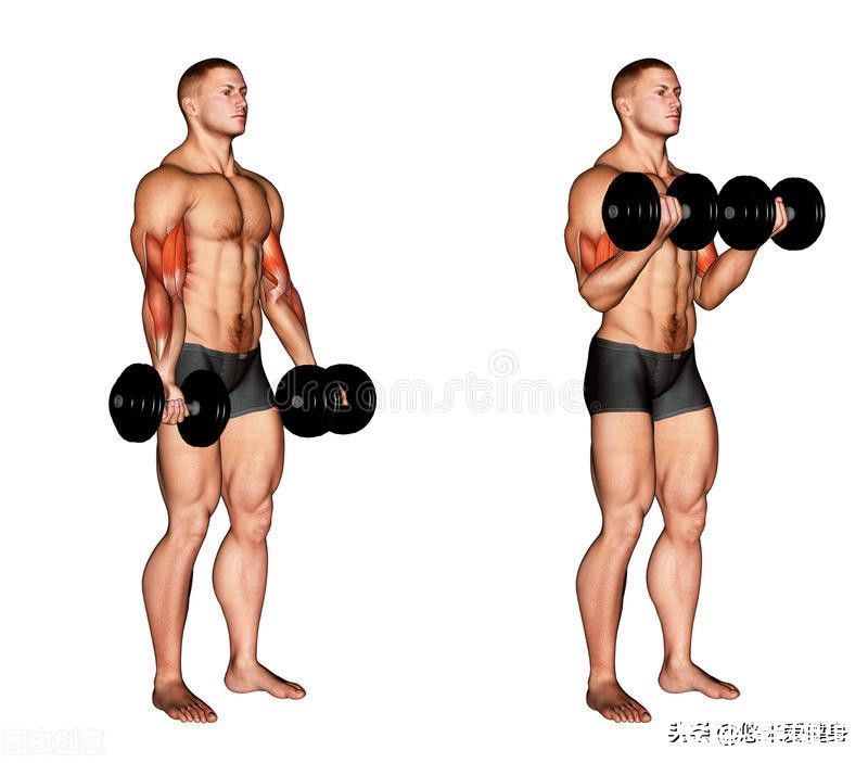 肱二头肌|美国肌肉帅哥身高2米，杠铃深蹲180公斤，4个动作提升手臂围度