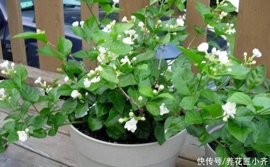 养分|养茉莉花发现4种枝条,正确的方法是及时剪掉,否则会影响开花