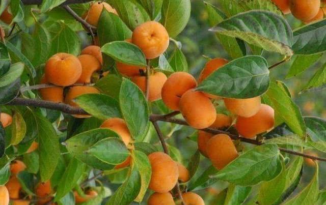 瘦身|女人想变美,不妨常吃以下食物,减肥瘦身,补足气血,早吃早好