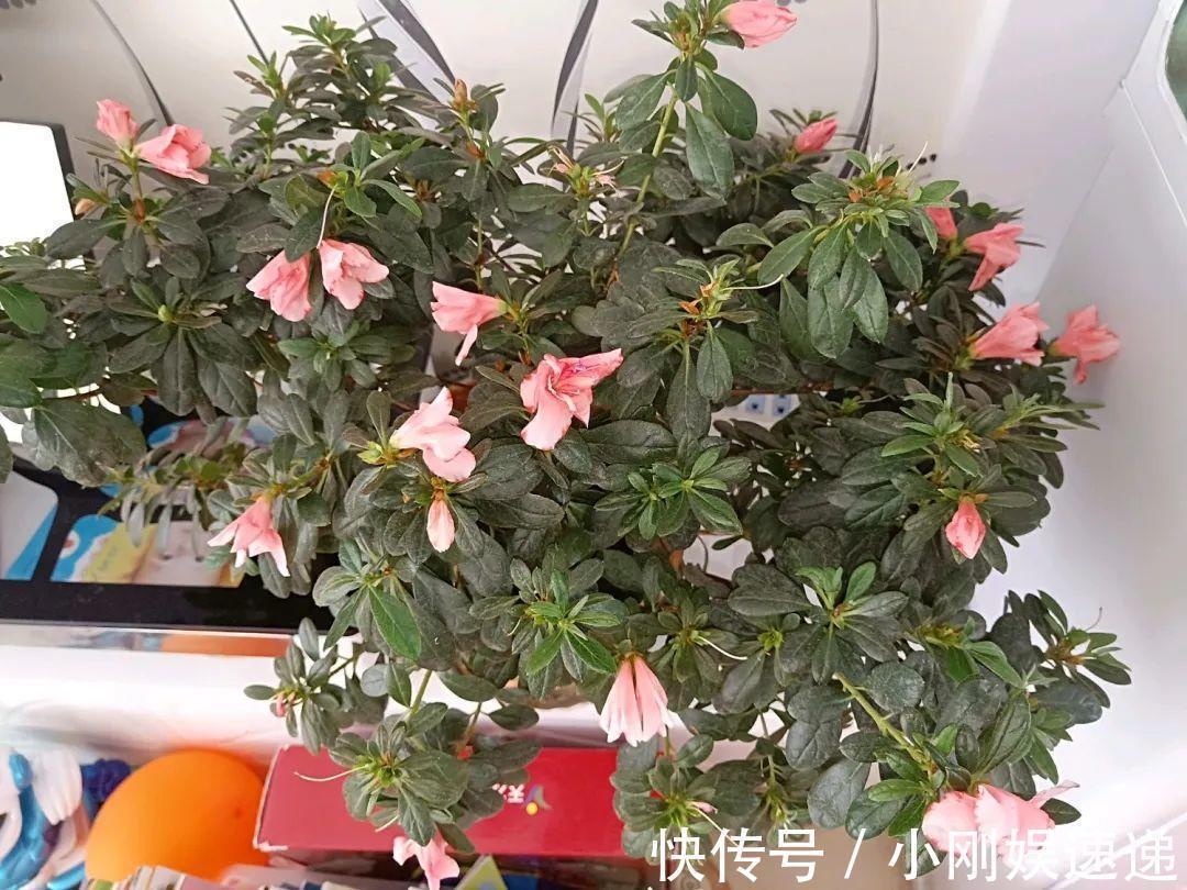 叶片|10种花特怕晒,越晒越黄叶,搬阴凉地儿才能活!