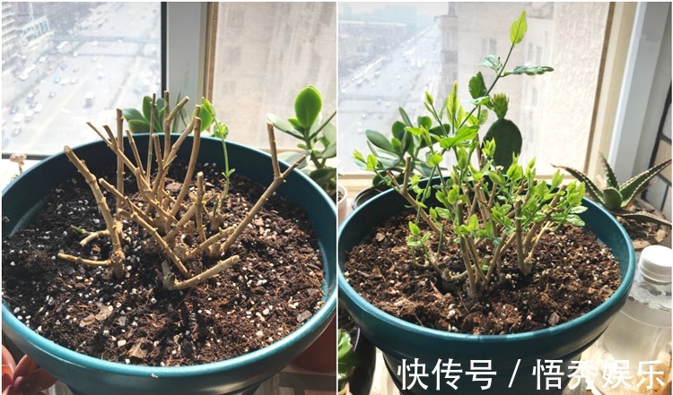 养茉莉，做好“三勤一懒”，茉莉呼呼冒花苞，开花开到深秋去！