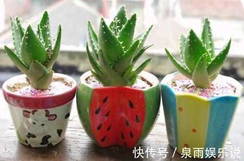 家里万万要养这4种植物,家人身体会越住越健康,聪明人一眼就懂