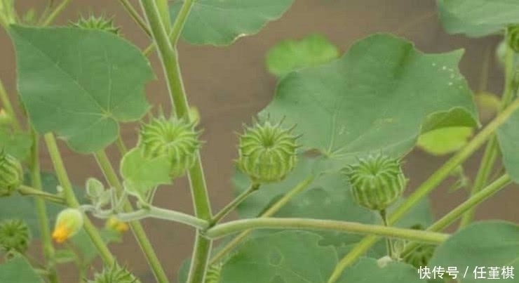 野草|乡下不起眼的“野草”，却是不可多得的中药，城里人高价难求！