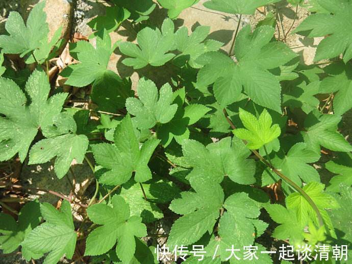 葎草|天气干燥,上火咳嗽痰多不妨用此草泡水,止咳润痰,嗓子不痒了