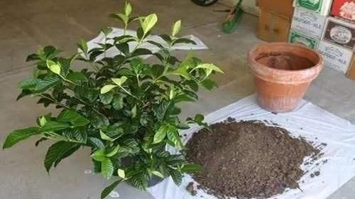 花盆土板结铲不动倒点“它”进去,5分钟变疏松