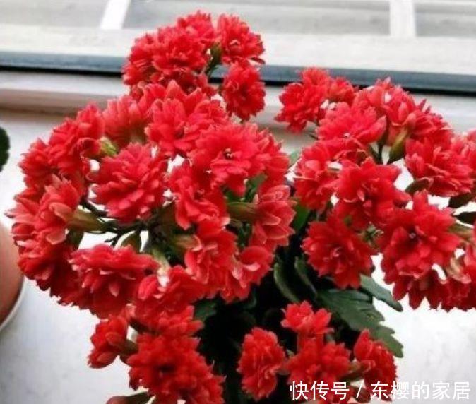 4种花美的出奇，不仅花好看，名字也好听，越养越喜欢