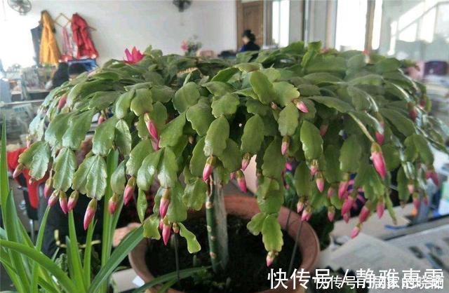 养分|蟹爪兰越养开花越多,邻居看了都来问养殖方法