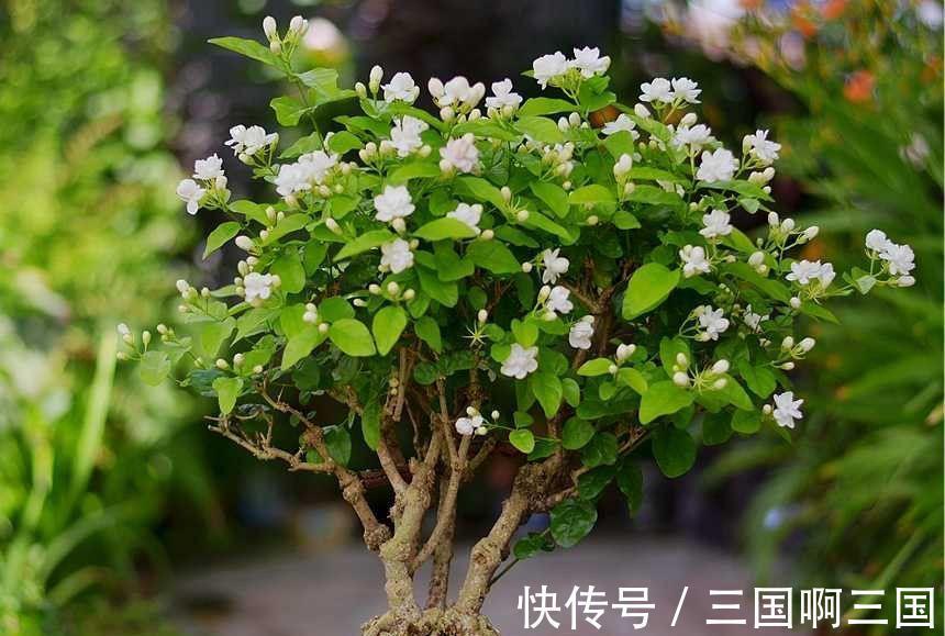 8种花“作用大”，香气满屋能泡茶，你养着花漂亮，花养着你健康