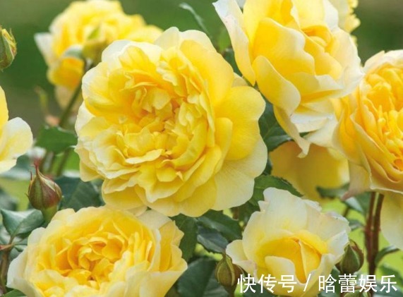 养花养个有仙气的,花量很多还好看,养护方法也不是很难