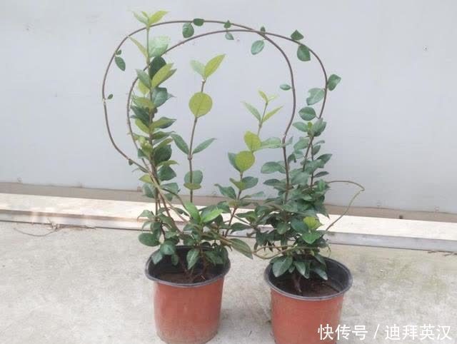 成活率|银丝茉莉换盆极品攻略，缓苗快，开花超级多