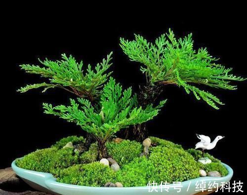 绿植|它是花卉界的“小强”，5年不浇水也能活，检测环境，做盆景更棒